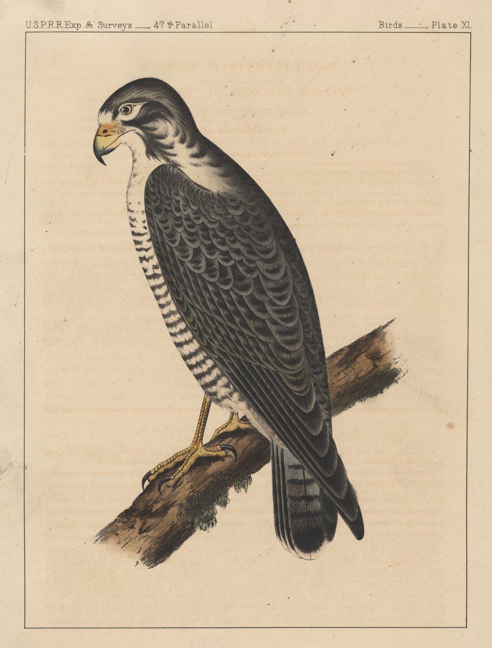 Fugle, tavle XI, 1855 af American School