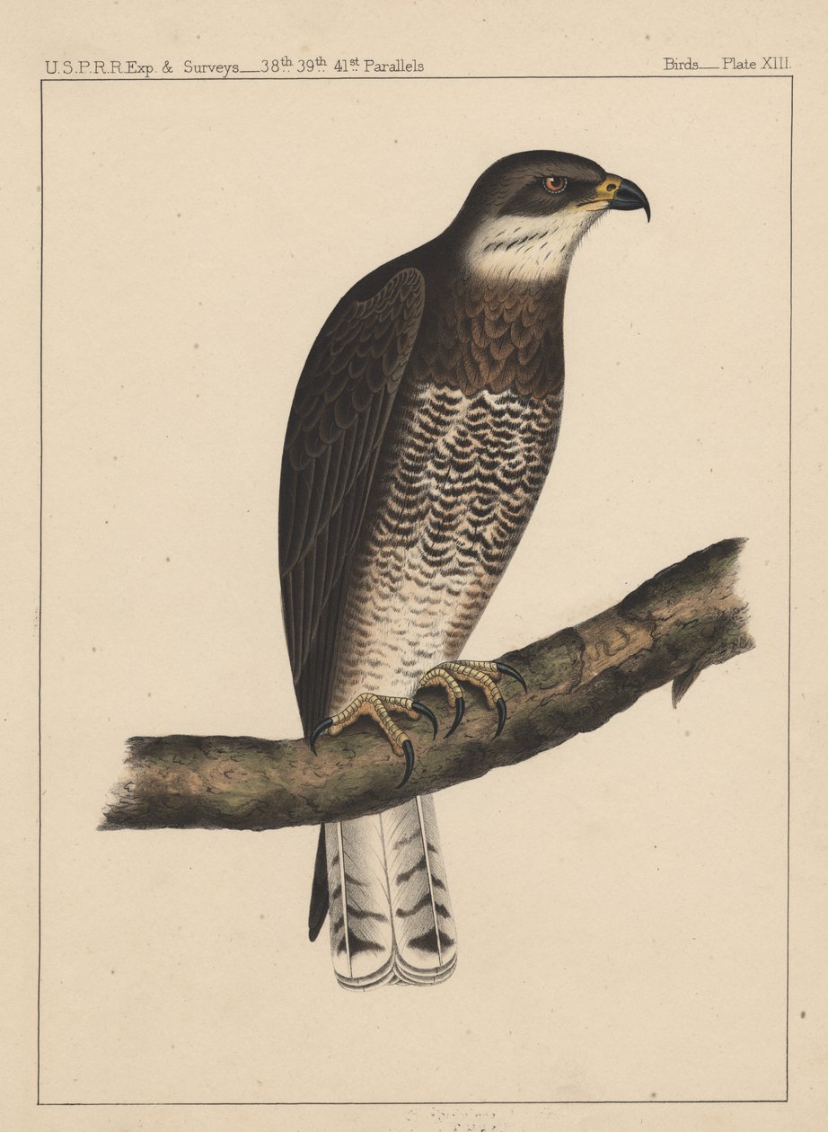 Fugle, tavle XIII, 1855 af American School