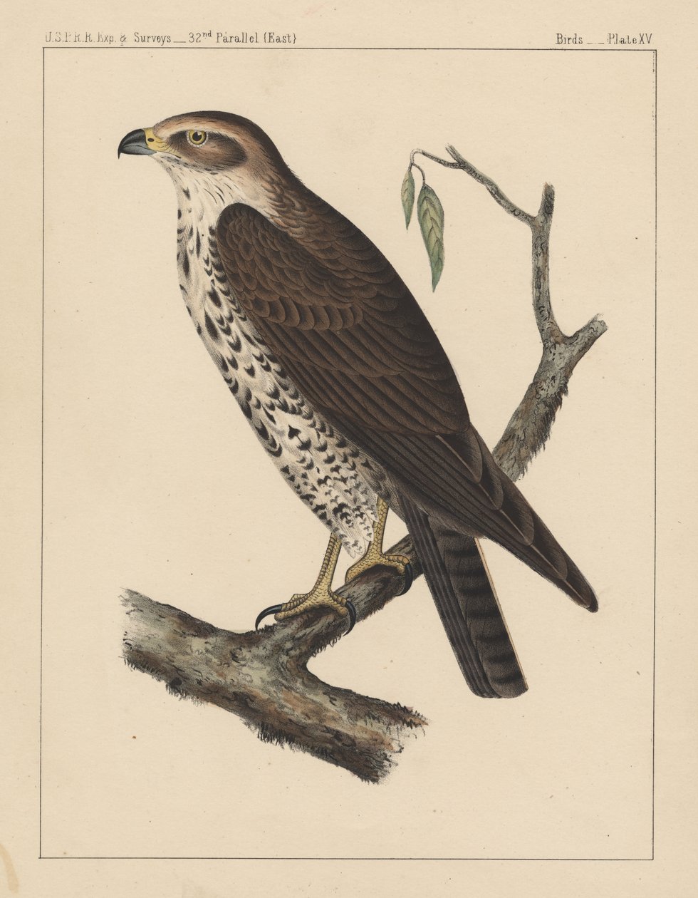 Fugle, tavle XV, 1855 af American School
