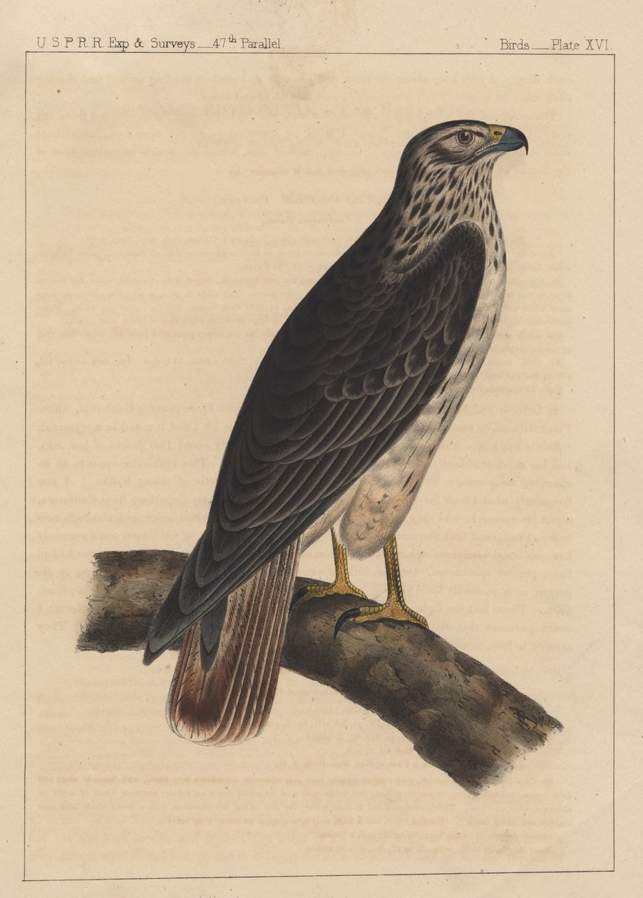Fugle, tavle XVI, 1855 af American School