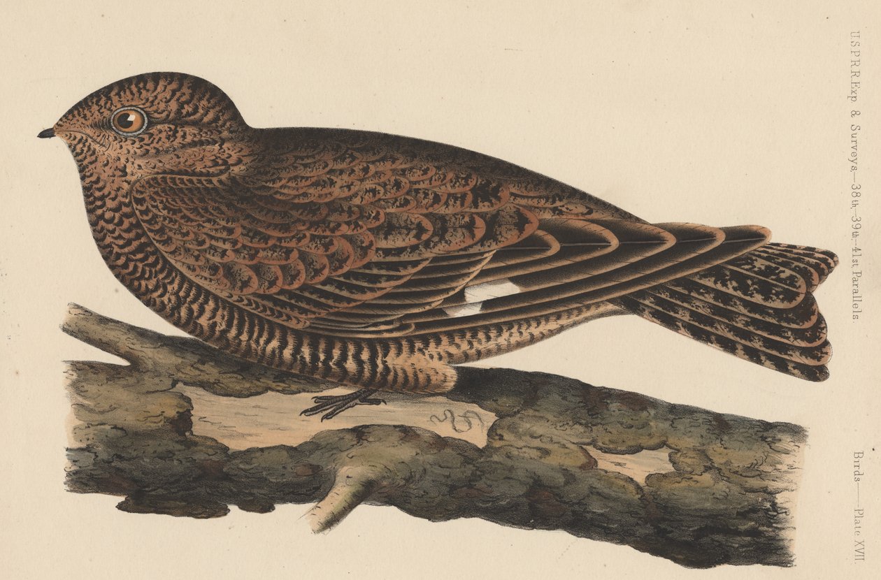 Fugle, tavle XVII, 1855 af American School