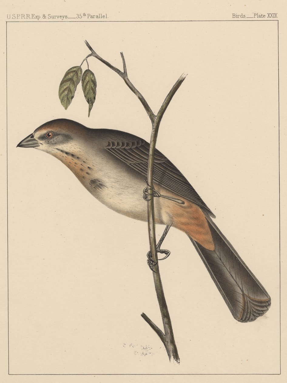 Fugle, plade XXIX, 1855 af American School