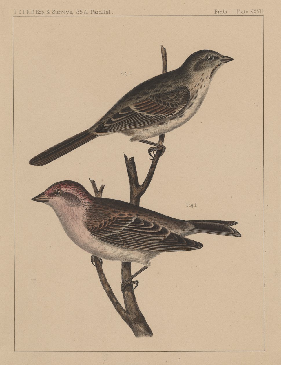Fugle, plade XXVII, 1855 af American School