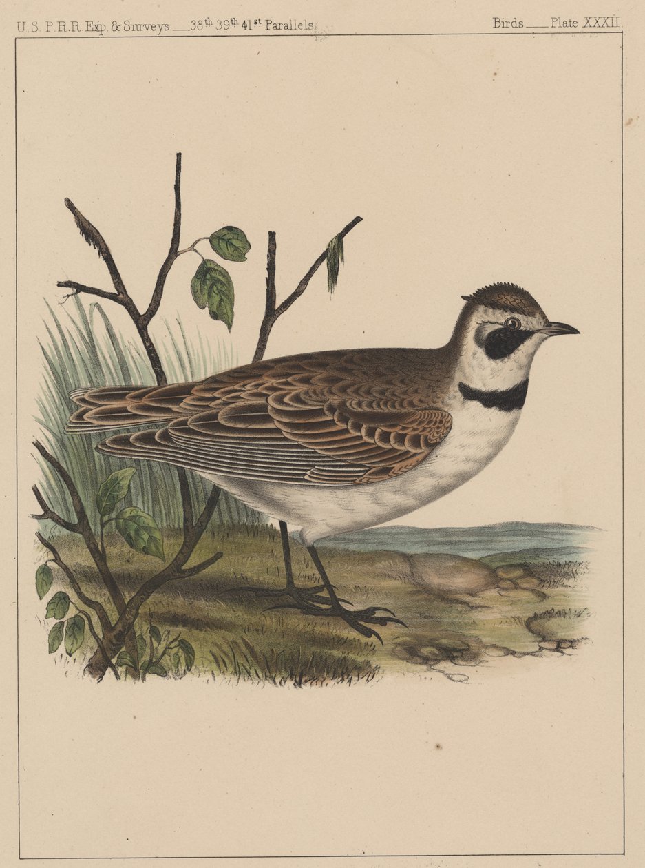 Fugle, tavle XXXII, 1855 af American School