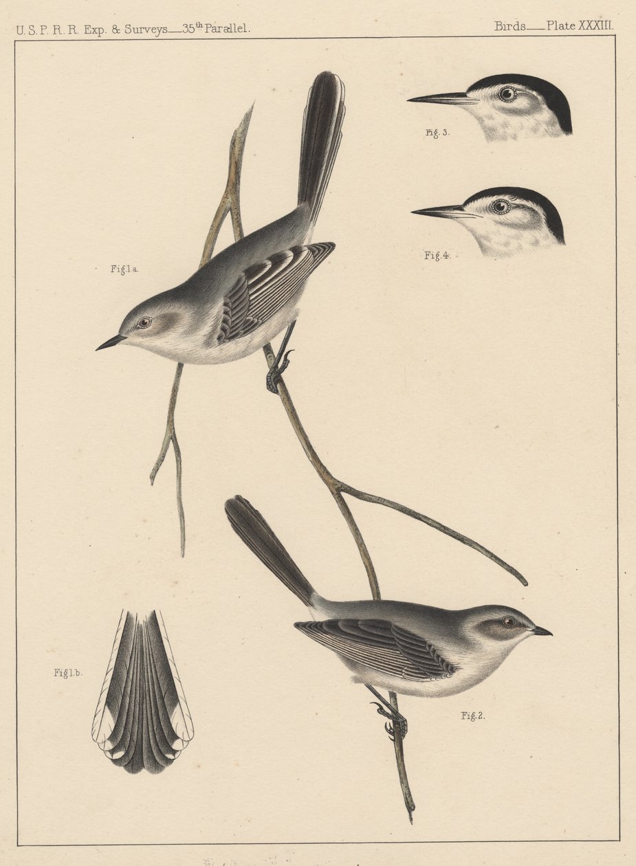 Fugle, plade XXXIII, 1855 af American School