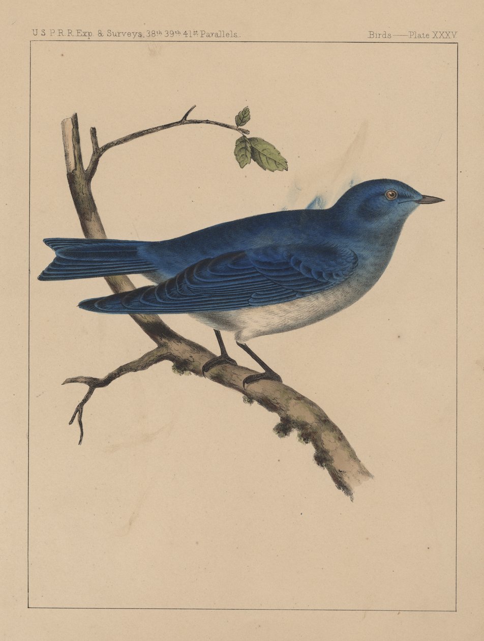 Fugle, tavle XXXV, 1855 af American School