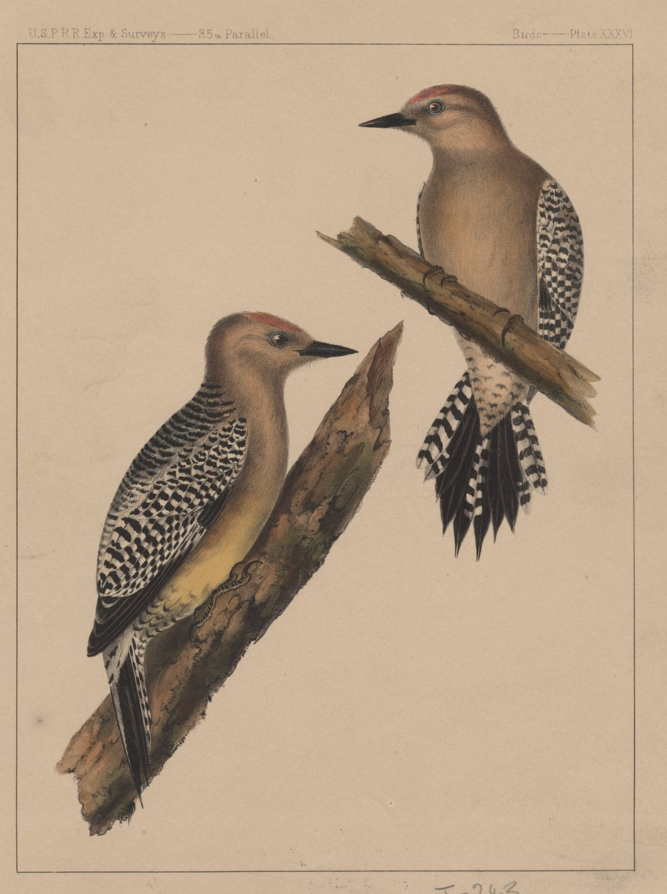 Fugle, tavle XXXVI, 1855 af American School