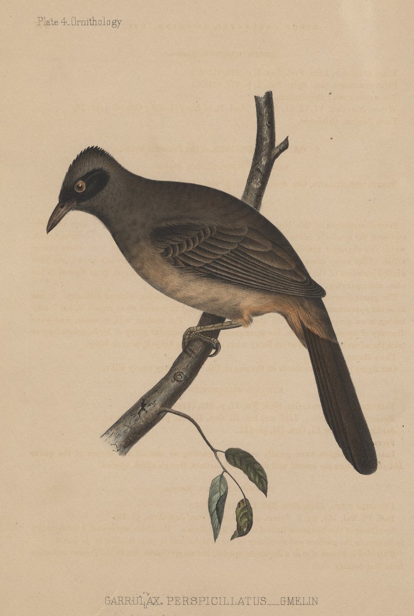 Garrulax Perspicillatus (Gmelin), 1855 af American School