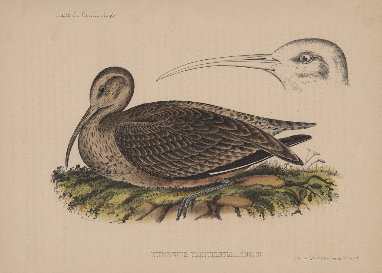 Numenius Tahitiensis (Gmelin), 1855 af American School