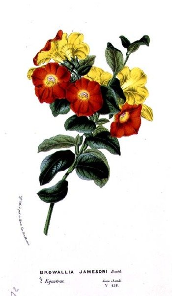 Browallia Jamesoni, fra Horto Van Houtteano af Louis van Houtte (1810-76) c.1860 af Belgian School