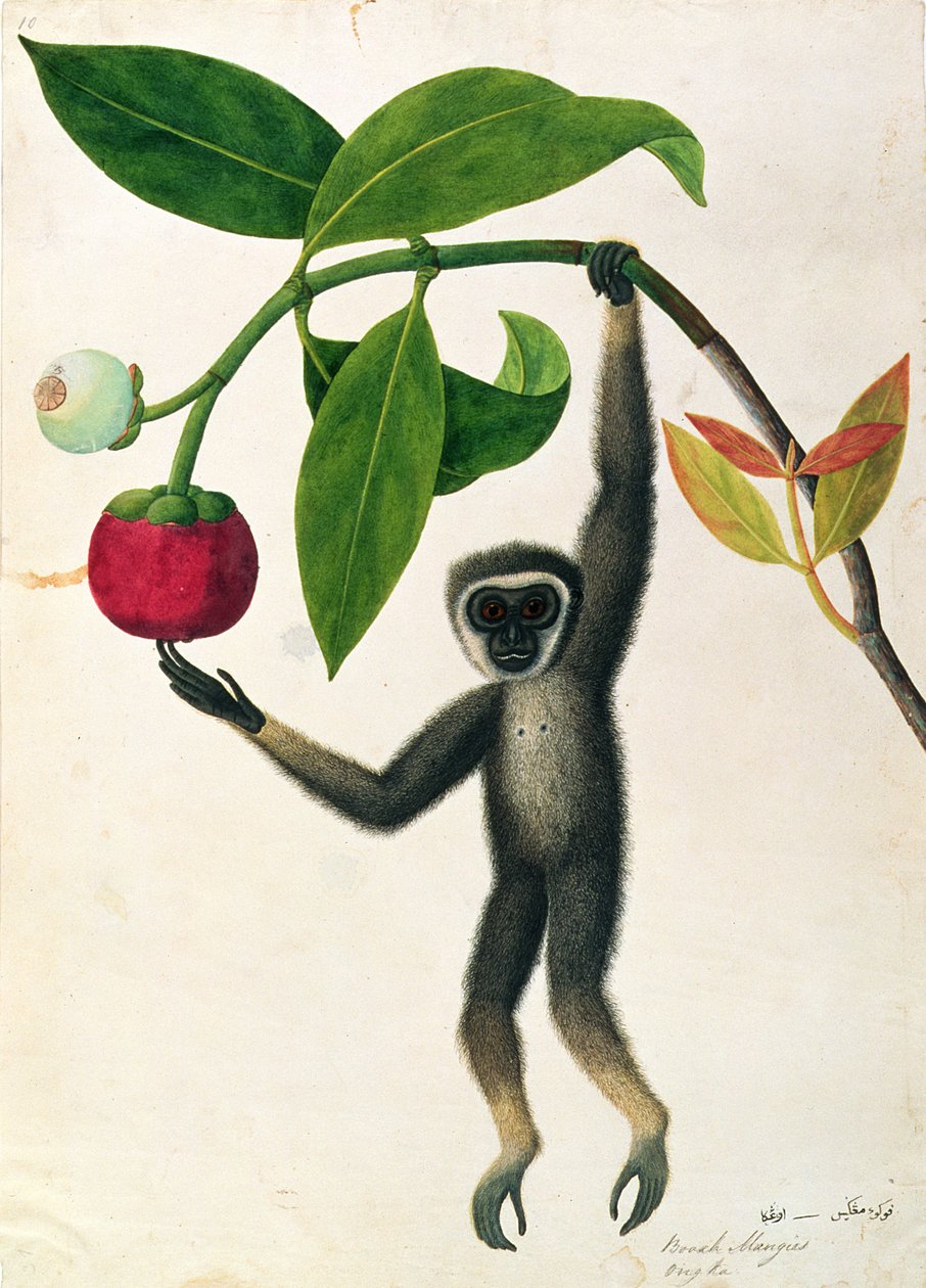 En smidig gibbon eller sorthåndet gibbon, fra tegninger af dyr, insekter og krybdyr fra Malacca, ca. 1805-18 (wc og gouache på papir) af Chinese School