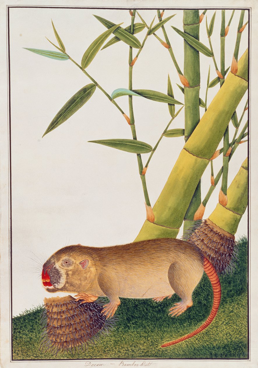 Bambusrotte, dekan, fra tegninger af dyr, insekter og krybdyr fra Malacca, ca. 1805-18 (wc og gouache på papir) af Chinese School