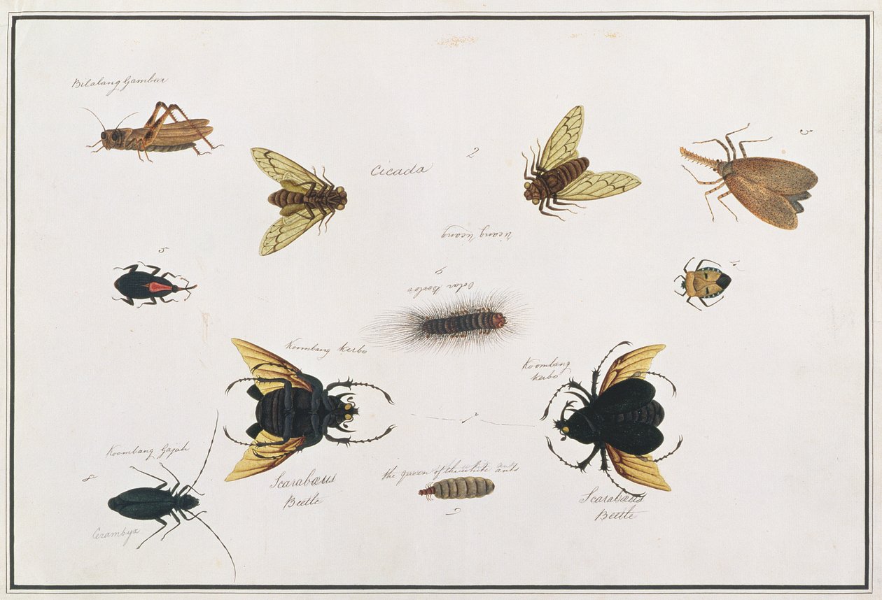 Bilalang Gambur, Cicada, Koombang Kerbo, Koombang Gajah, Scaraboeus Beetle, Ucanucang, fra tegninger af dyr, insekter og krybdyr fra Malacca, ca. 1805-18 (wc og gouache på papir) af Chinese School