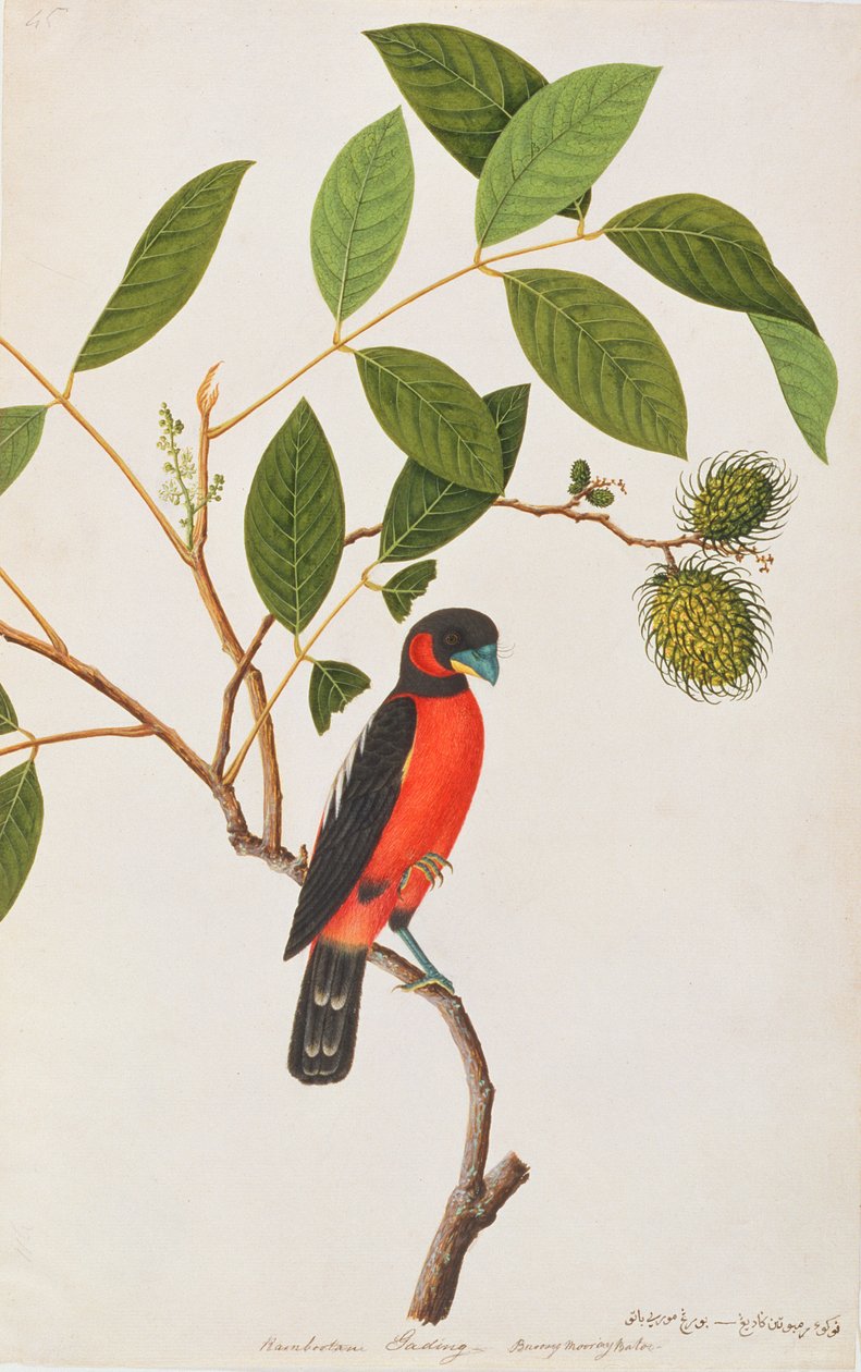 Sort-rød brednæb, fra tegninger af fugle fra Malacca, ca. 1805-18 (wc på papir) af Chinese School