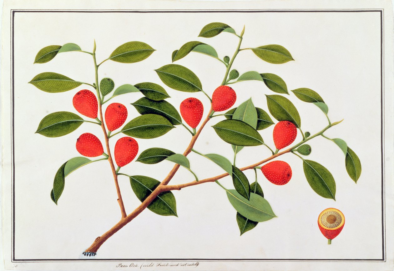 Booa Ara, uspiselig vild frugt, fra tegninger af planter fra Malacca, ca. 1805-18 (wc på papir) af Chinese School