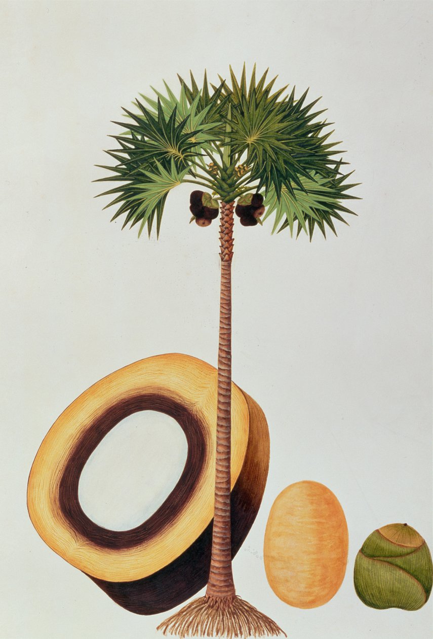 Booah Lontar eller Palmyra Borassus, fra tegninger af planter fra Malacca, ca. 1805-18 (wc på papir) af Chinese School
