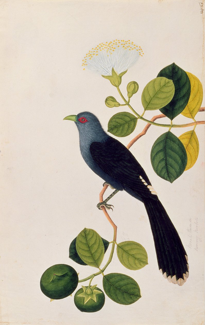 Booah Piedada, Boorong Boobote, fra Tegninger af fugle fra Malacca, ca. 1805-18 (wc på papir) af Chinese School