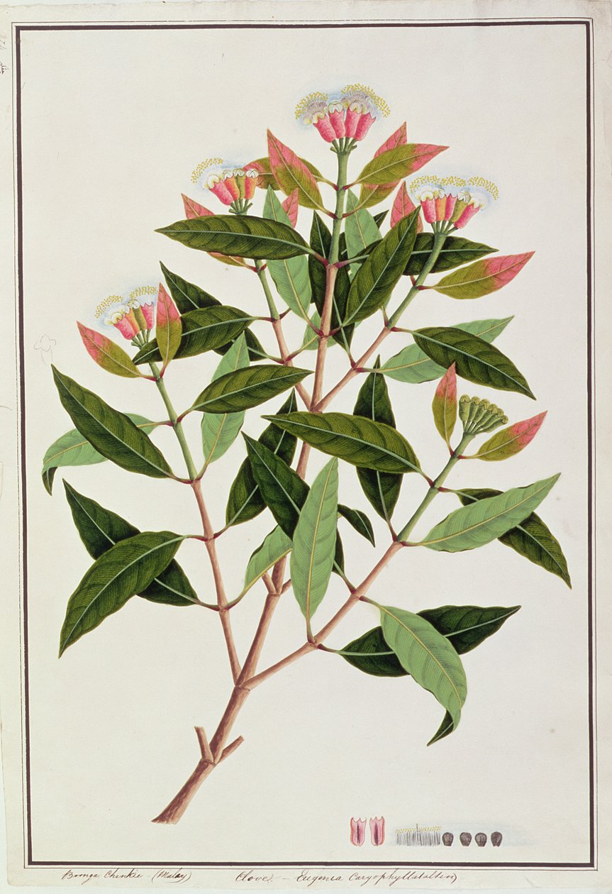 Boongo Chinkie (malayisk), Eugenia Caryophyllatallen eller nellike, fra tegninger af planter fra Malacca, ca. 1805-18 (wc på papir) af Chinese School