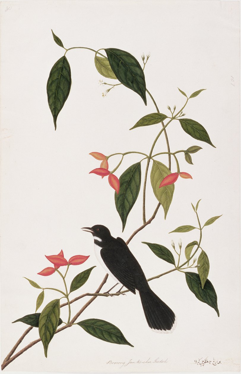 Boring Janke-cheeR utah, fra Drawings of Birds from Malacca, ca. 1805-18 (wc på papir) af Chinese School