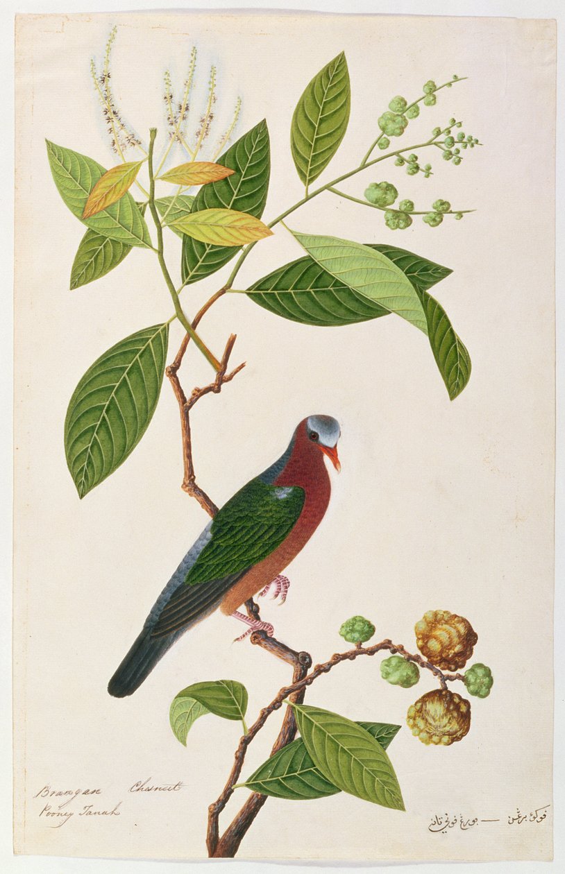 Brangan Chestnut, Pooney Tanah, fra Drawings of Birds from Malacca, ca. 1805-18 (wc på papir) af Chinese School