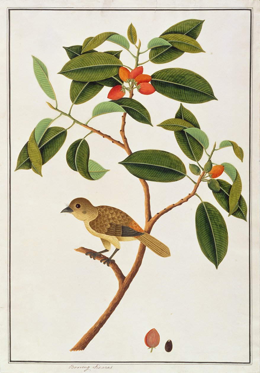 Brown Barbet, fra Tegninger af fugle fra Malacca, ca. 1805-18 (wc på papir) af Chinese School