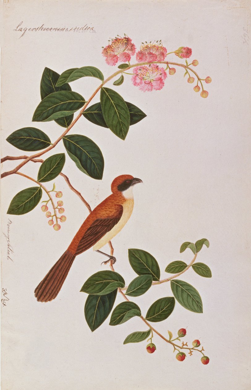 Brown Shrike, fra Tegninger af Fugle fra Malacca, ca. 1805-18 (wc på papir) af Chinese School