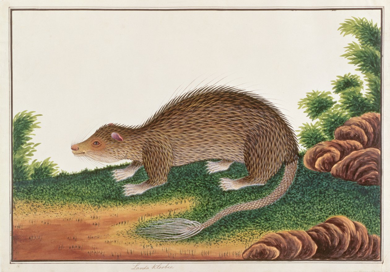 Penselhalet pindsvin, fra tegninger af dyr, insekter og krybdyr fra Malacca, ca. 1805-18 (wc & gouache på papir) af Chinese School