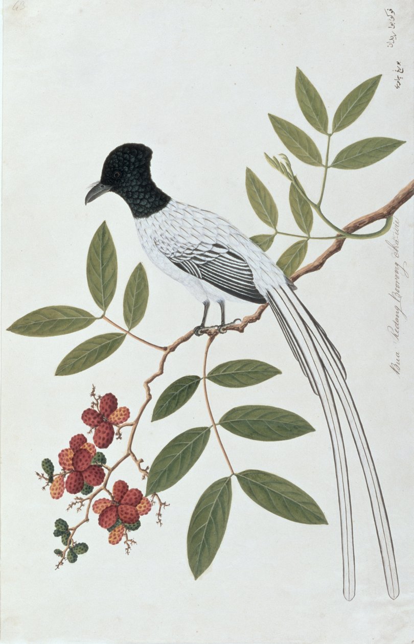 Bua Redang Boorong cha-wie, fra Drawings of Birds from Malacca, ca. 1805-18 (wc på papir) af Chinese School