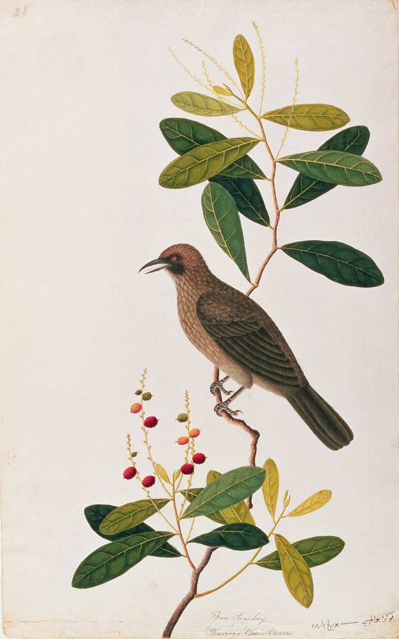 Bua Sambey, Boorong Baroo Baroo, fra Tegninger af fugle fra Malacca, ca. 1805-18 (wc på papir) af Chinese School