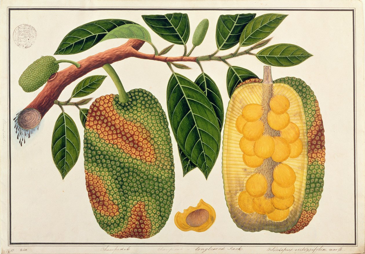 Champedak Artocarpus integrifolia eller Longleaved Jack, fra tegninger af planter fra Malacca, ca. 1805-18 (wc på papir) af Chinese School
