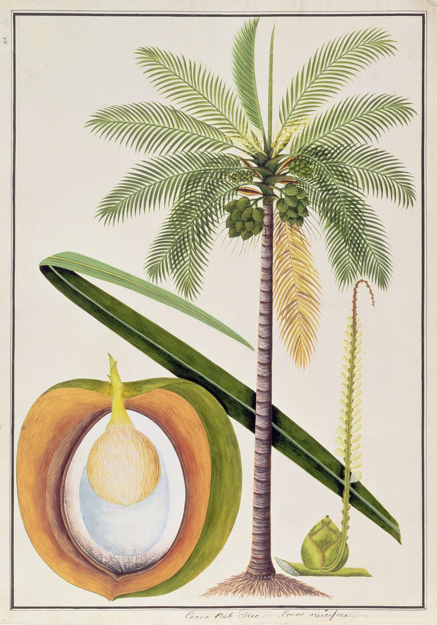 Kakao nøddetræ, fra tegninger af planter fra Malacca, ca. 1805-18 (wc på papir) af Chinese School