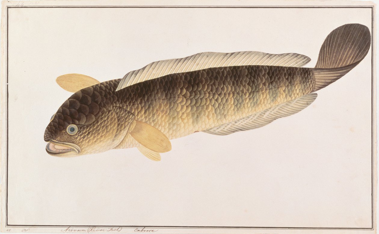 Almindelig slangehoved, fra tegninger af fisk fra Malacca, ca. 1805-18 (wc på papir) af Chinese School