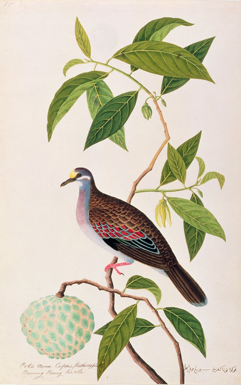 Custard Apple, Poke Nona Caprie med Boorong Pooney Sieole, fra Drawings of Birds from Malacca, ca. 1805-18 (wc på papir) af Chinese School