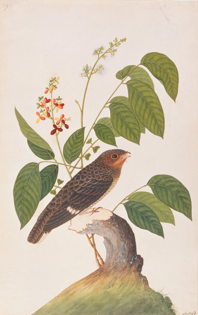 Dusky Broadbill, fra Tegninger af Fugle fra Malacca, ca. 1805-18 (wc på papir) af Chinese School