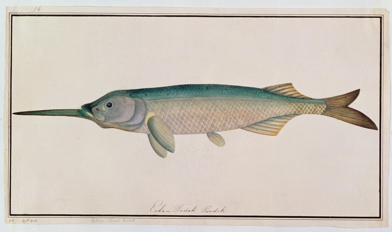 Eekan Todah Pindik, fra Drawings of Fishes from Malacca, ca. 1805-18 (wc på papir) af Chinese School
