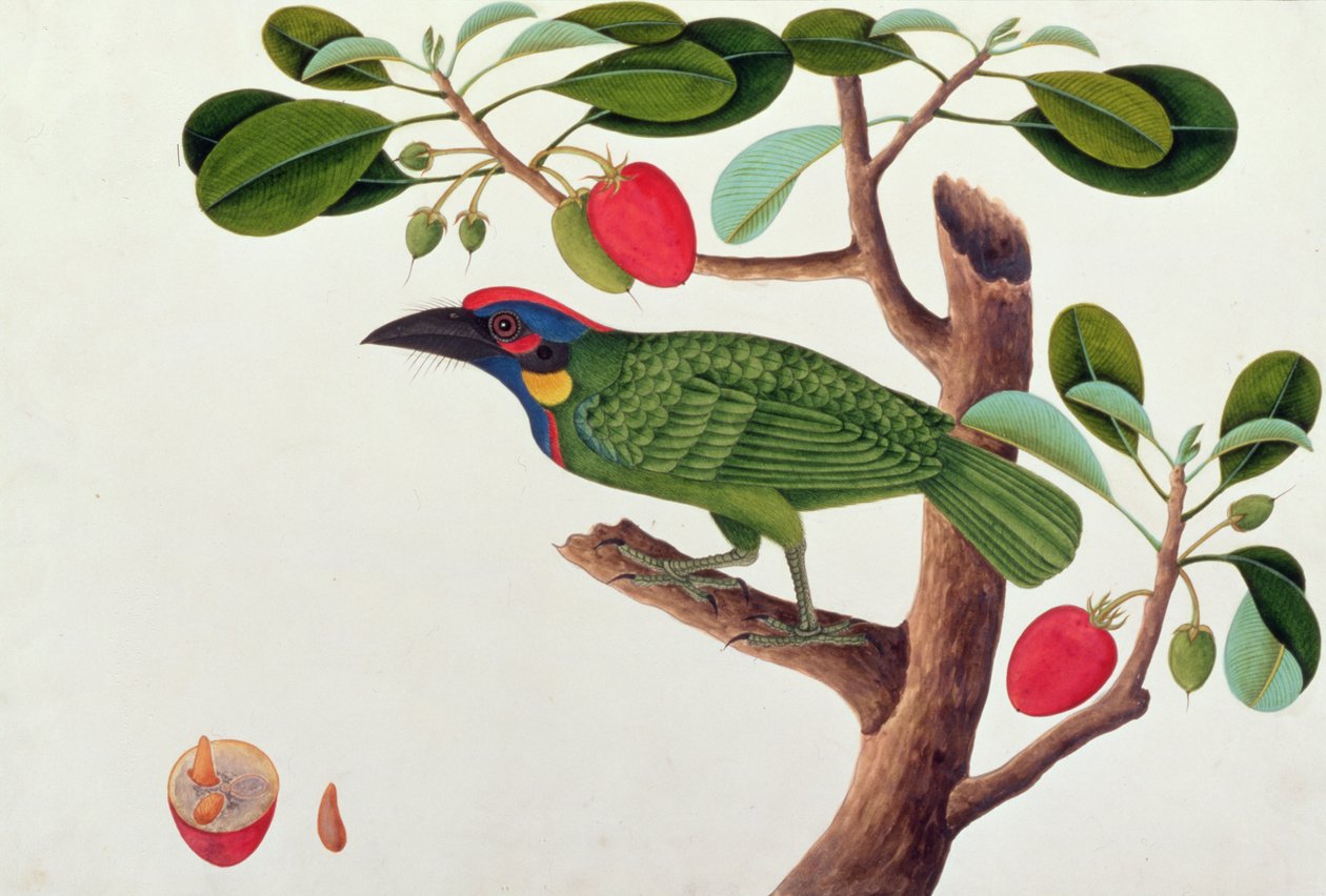 Exotic Bird, fra Tegninger af Fugle fra Malacca, ca. 1805-18 (wc på papir) af Chinese School