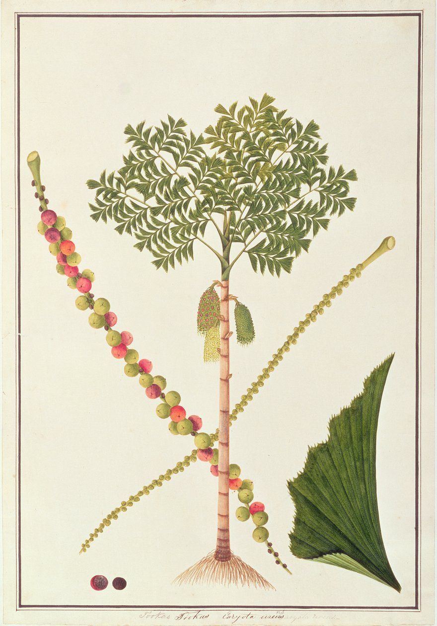 Fiskehalepalme, fra tegninger af planter fra Malacca, ca. 1805-18 (wc på papir) af Chinese School