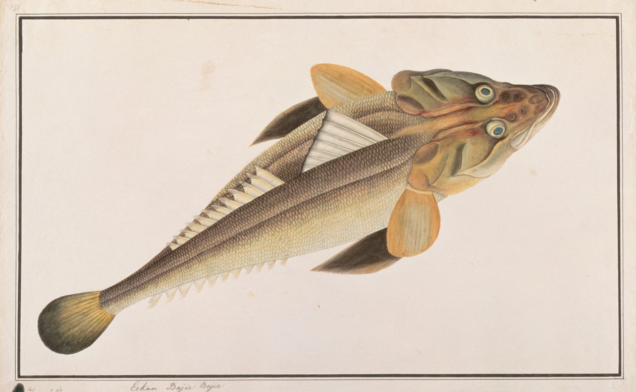Flathead, fra Drawings of Fishes from Malacca, ca. 1805-18 (wc på papir) af Chinese School