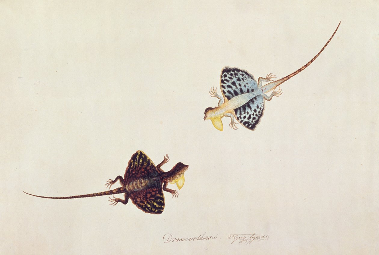 Flying Lizard, Draco volans, Sumpah Sumpah, fra tegninger af dyr, insekter og krybdyr fra Malacca, ca. 1805-18 (wc og gouache på papir) af Chinese School