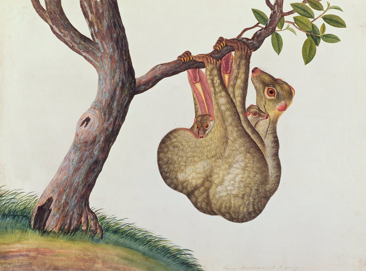 Flyvende Maucauco med sine unger, fra tegninger af dyr, insekter og krybdyr fra Malacca, ca. 1805-18 (wc og gouache på papir) af Chinese School
