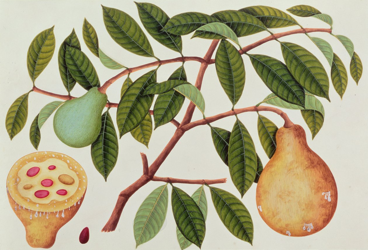 Frugt, fra tegninger af planter fra Malacca, ca. 1805-18 (wc på papir) af Chinese School