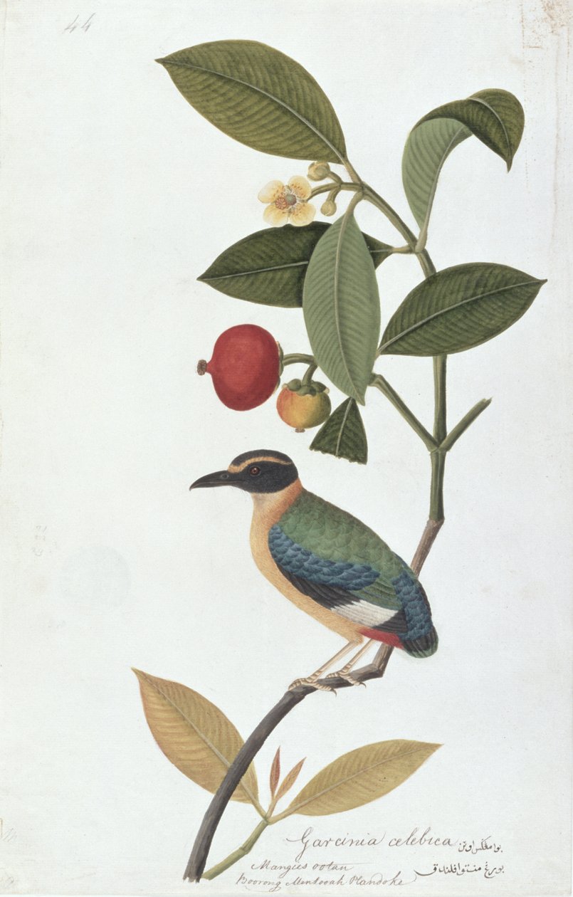 Garcinia celebica, Mangies ootan, Bourong Mentooah Plandoka, fra Drawings of Birds from Malacca, ca. 1805-18 (wc på papir) af Chinese School