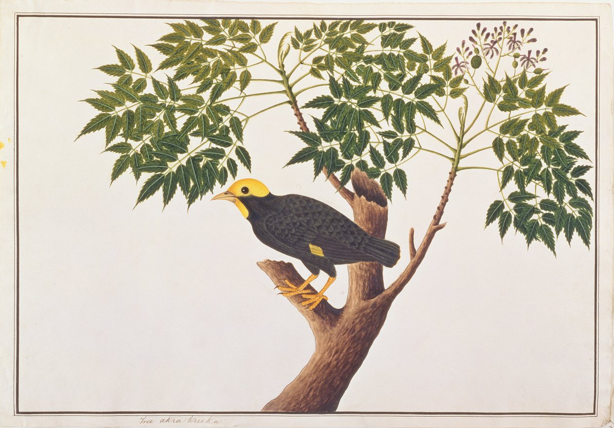 Golden-crested Myna, fra Tegninger af Fugle fra Malacca, ca. 1805-18 (wc på papir) af Chinese School
