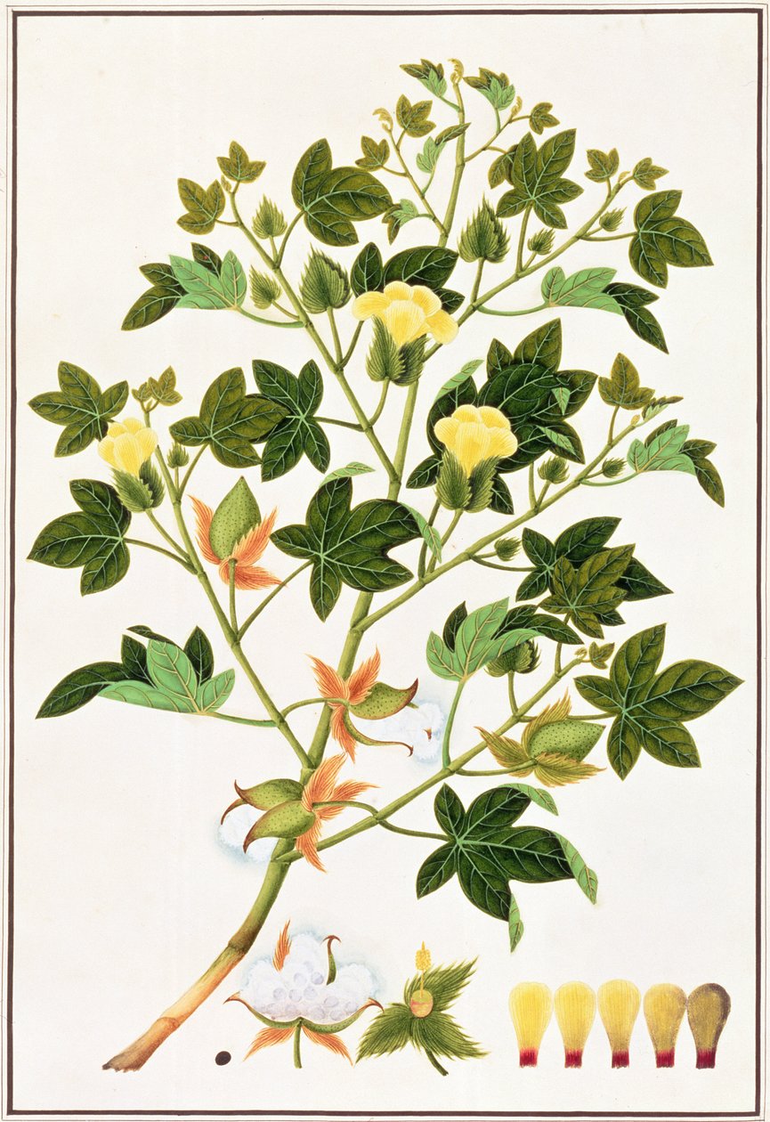 Gopypium Arboreum eller Bomuldsplante, ca. 1805-18 (wc på papir) af Chinese School
