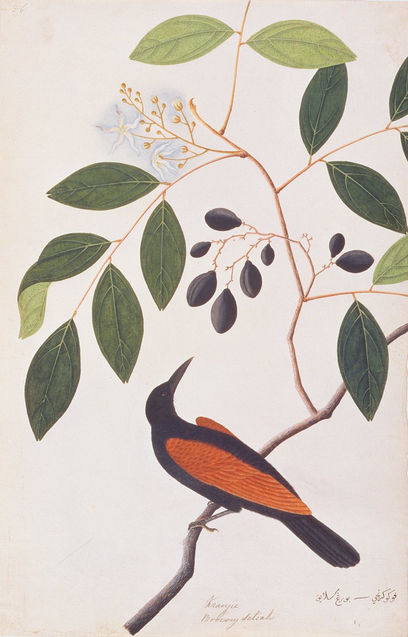 Greater Coucal, fra tegninger af fugle fra Malacca, ca. 1805-18 (wc på papir) af Chinese School