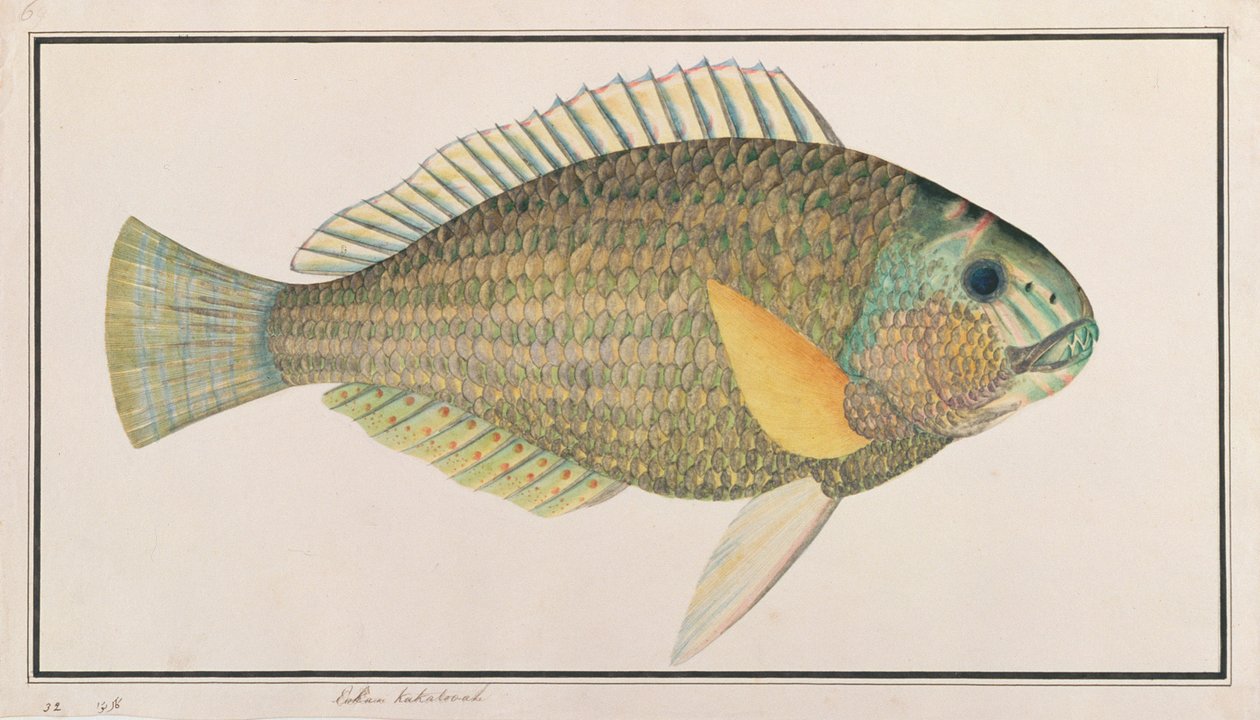 Grøn Wrasse, fra tegninger af fisk fra Malacca, ca. 1805-18 (wc på papir) af Chinese School