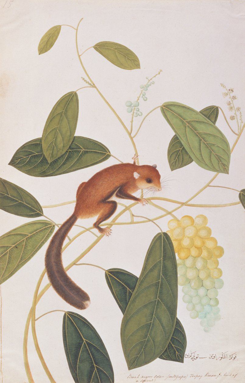 Gråkindet flyvende egern, fra tegninger af dyr, insekter og krybdyr fra Malacca, ca. 1805-18 (wc & gouache på papir) af Chinese School