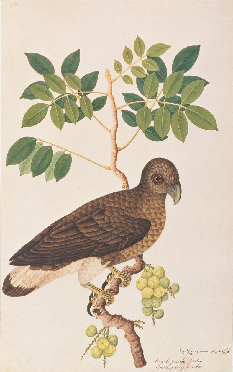 Gråhovedet fiskeørn, fra tegninger af fugle fra Malacca, ca. 1805-18 (wc på papir) af Chinese School
