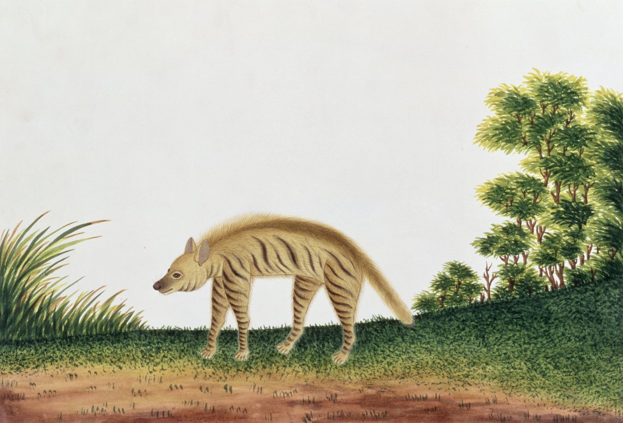 Hyæne, fra tegninger af dyr, insekter og krybdyr fra Malacca, ca. 1805-18 (wc og gouache på papir) af Chinese School