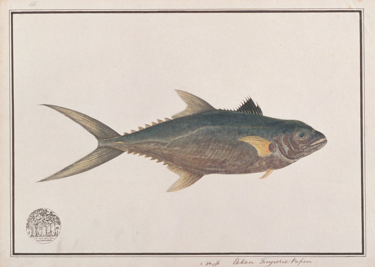 Indo-Pacific King Makrel, fra tegninger af fisk fra Malacca, ca. 1805-18 (wc på papir) af Chinese School